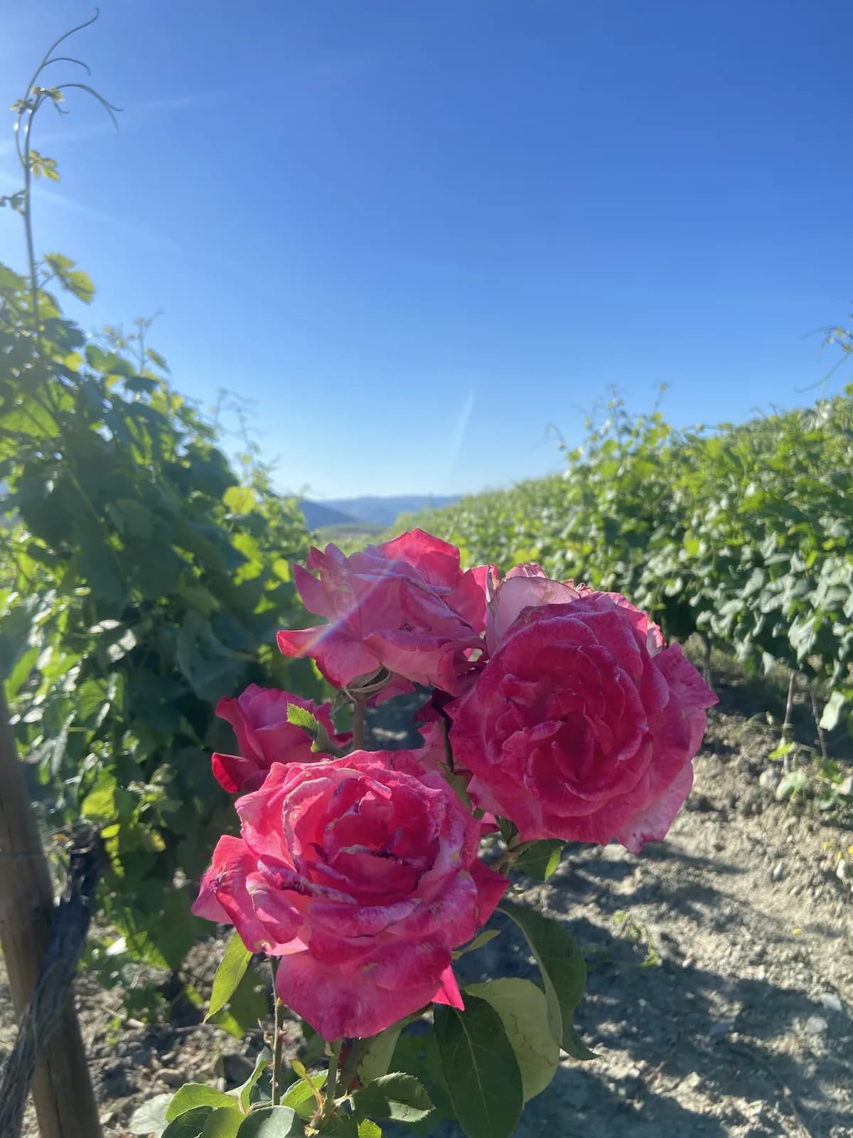 Primavera — rosas no topo das fileiras