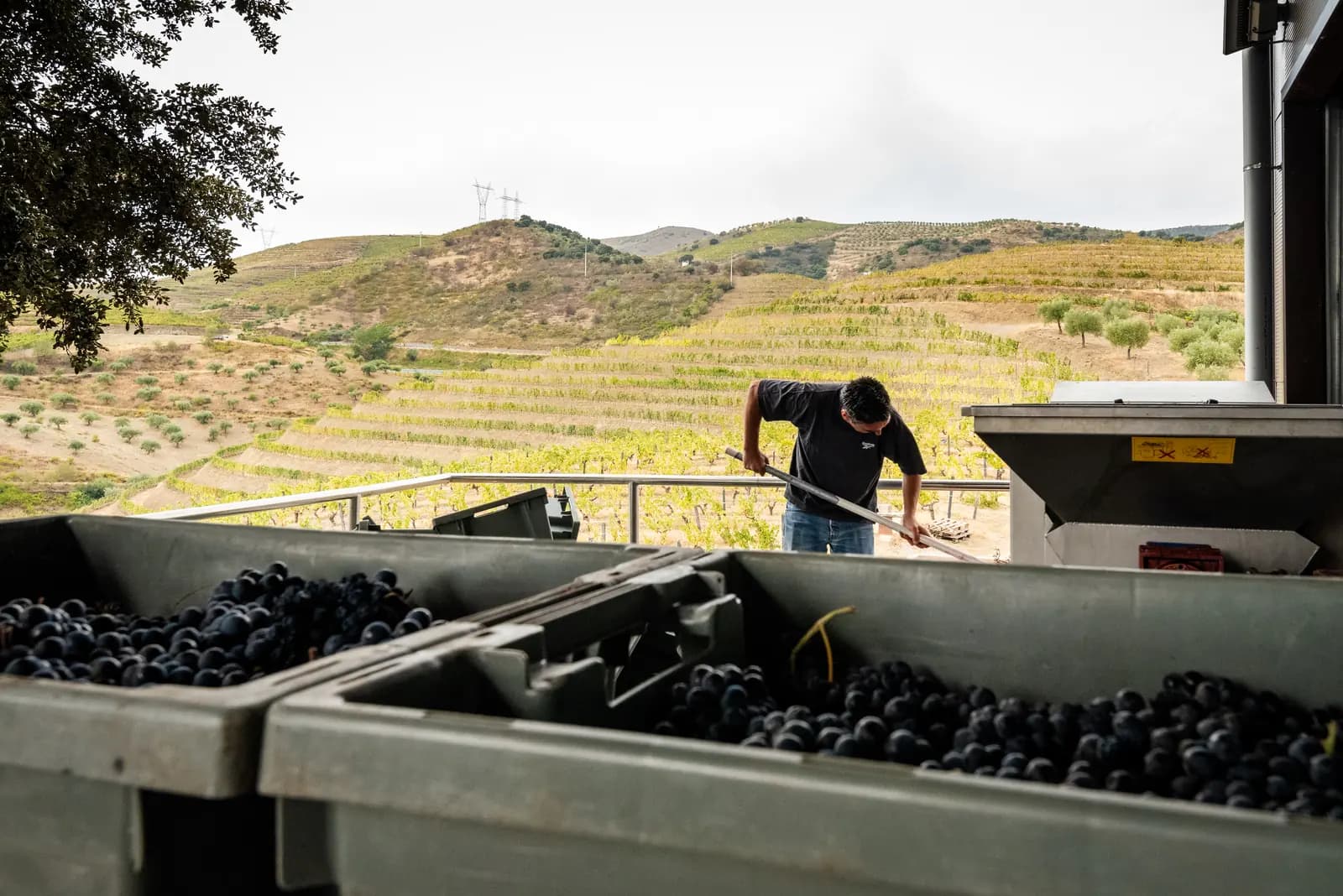 Vindima — recebimento das uvas na adega