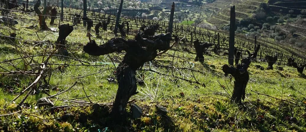 Cepa velha em primeiro plano, com a vinha subindo a encosta