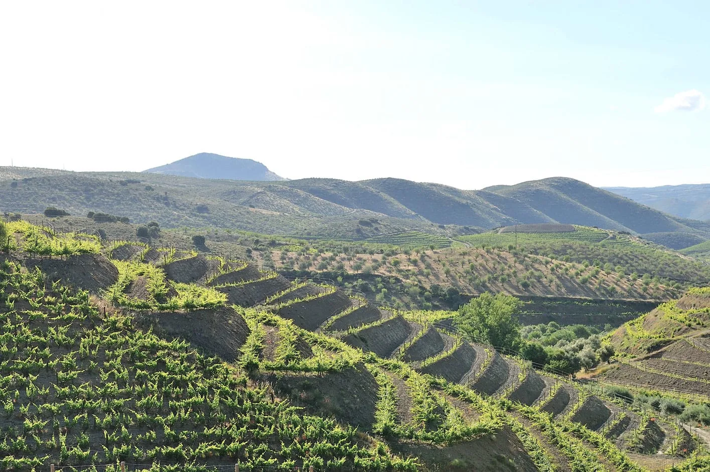 Vinha em socalcos · Vale do Côa