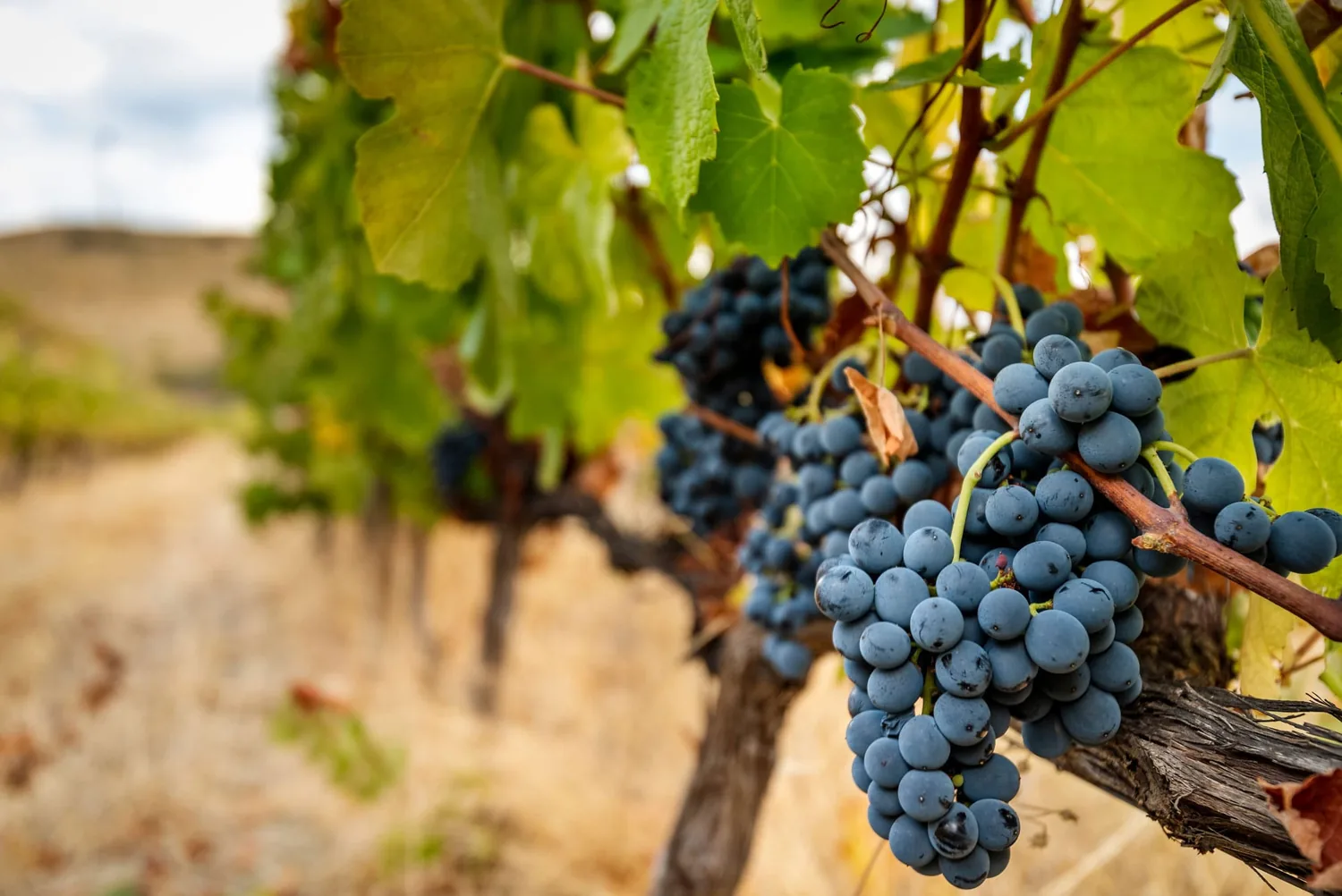 Vindima na Quinta do Palato