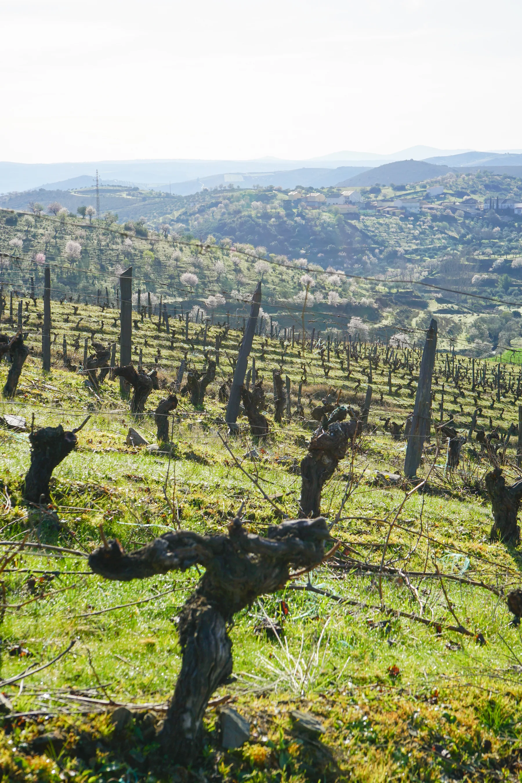 Vinhas velhas da Quinta do Palato