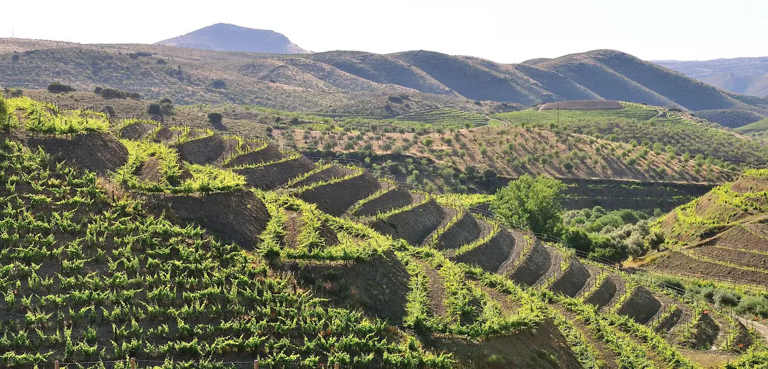 Socalcos de vinha na serra do Douro Superior