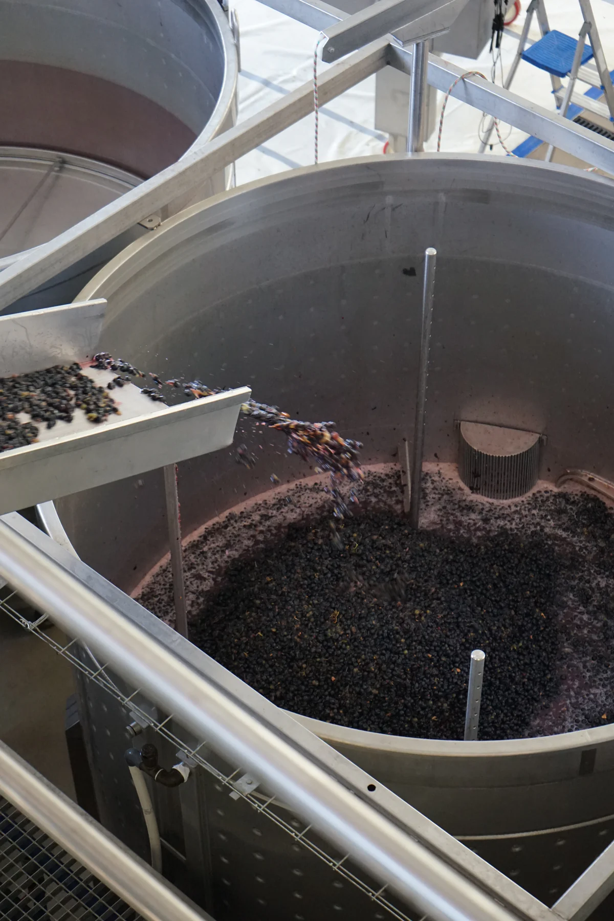 Uvas tintas inteiras caindo da calha para a cuba de fermentação