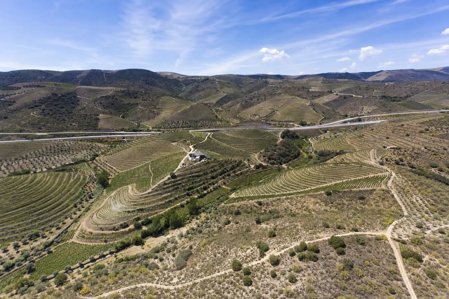 Vinha da Quinta do Palato