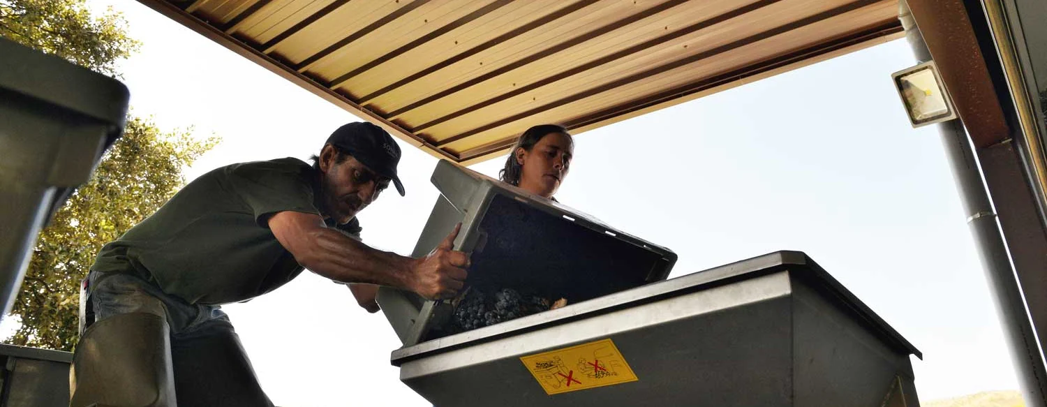 Dois trabalhadores a virar uma caixa de uva tinta para a moega