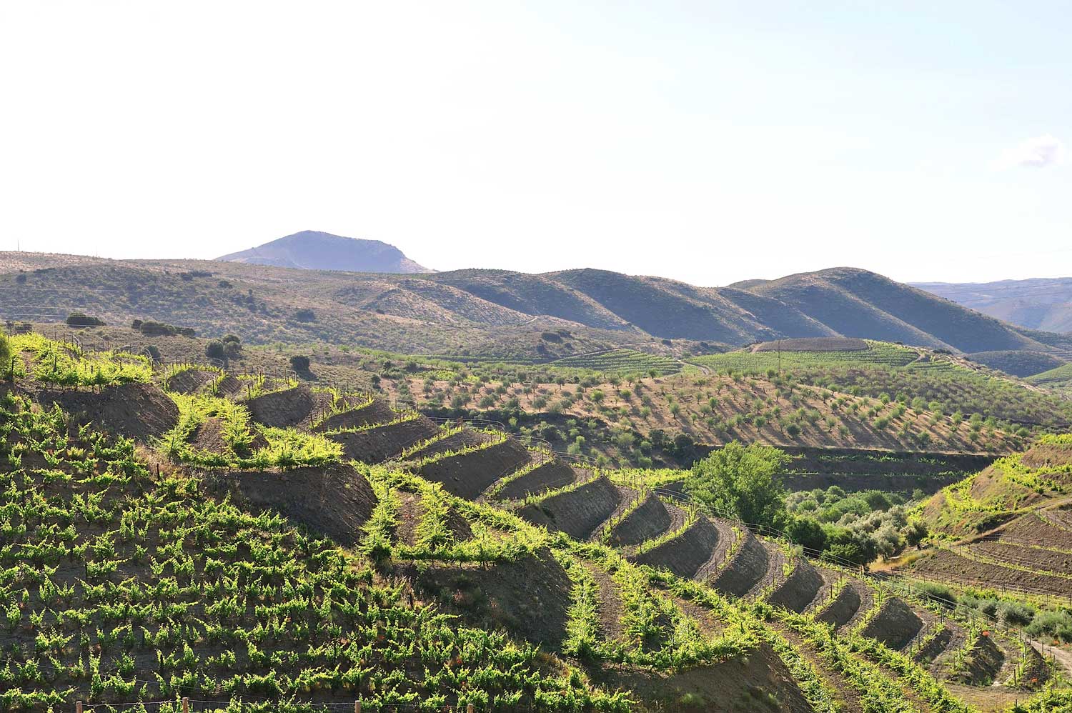 Família Palato do Côa — Carloto Magalhães e Paulo Schreck