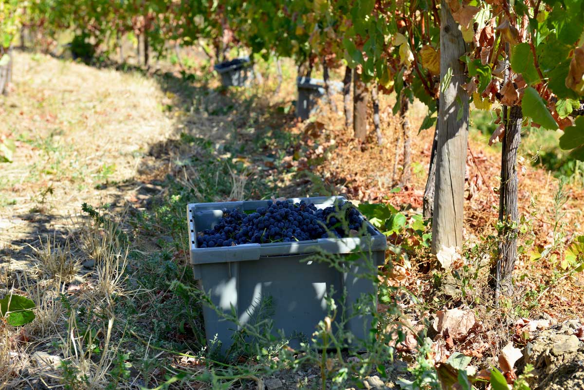 Vista da Quinta da Saudade, Muxagata — Douro Superior